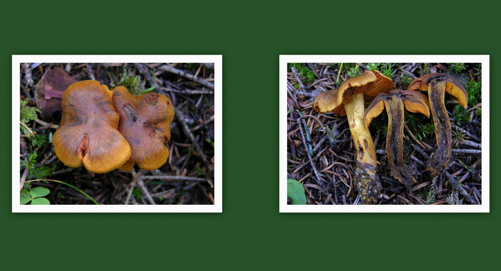 3 Cortinarius.